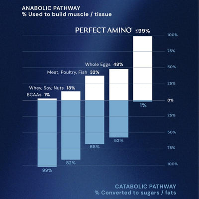 Perfect Amino — Muscle Recovery, Protein Utilization & Lean Body Support